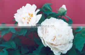 Tree Peony Plant Root Chun Hong Jiao Yan 3 years 2-3 branches