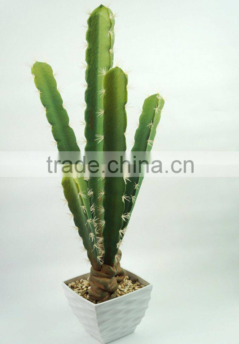 Indoor decorative cactus