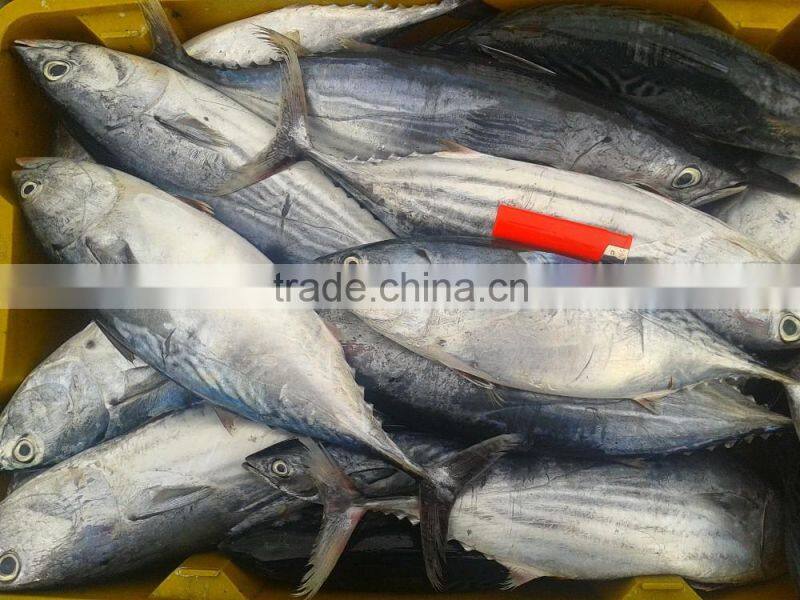IQF fresh frozen fish bonito tuna whole round