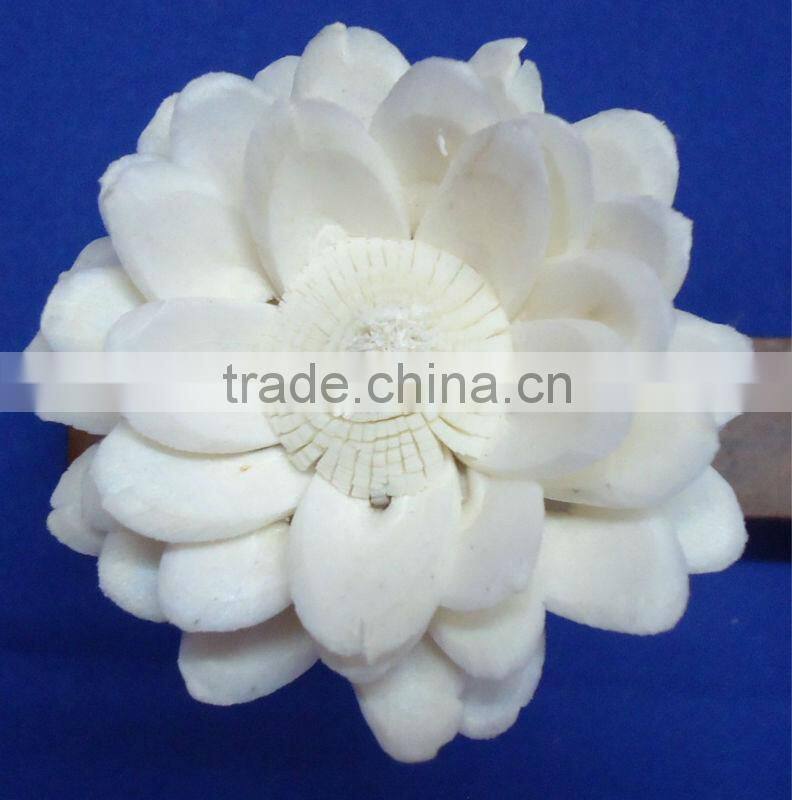Sola flower