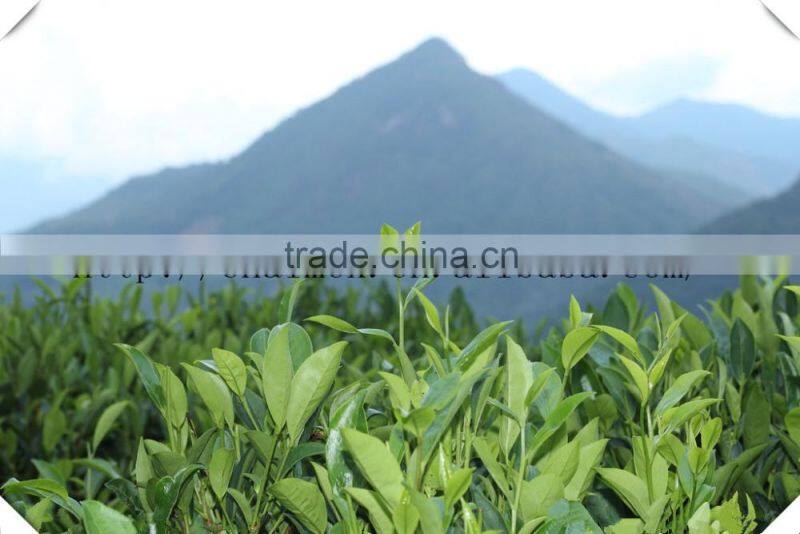 Factory Directly Provide China Alibaba Supplier Gunpowder green Tea 9175