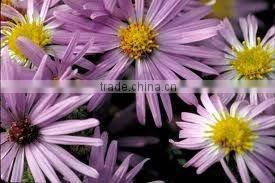 Nano silver aromatic for textile