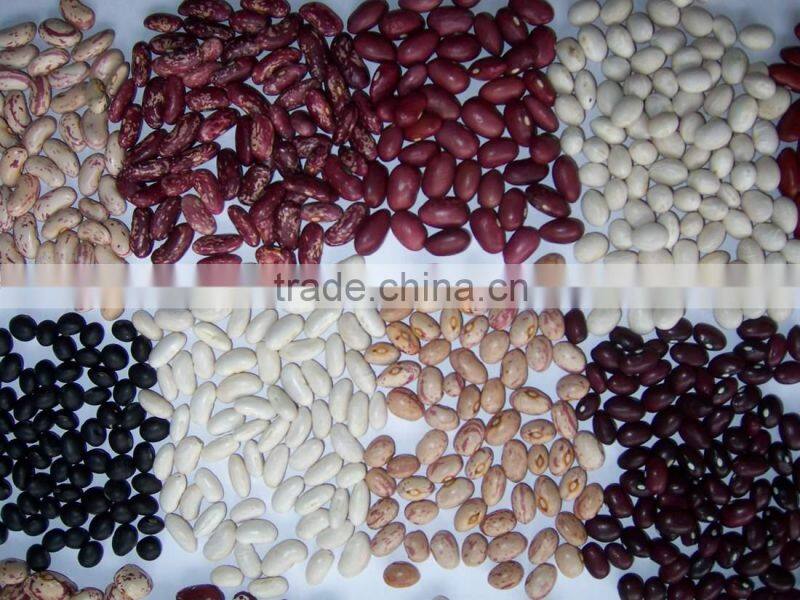 2014 Chinese white kidney bean with cheap price