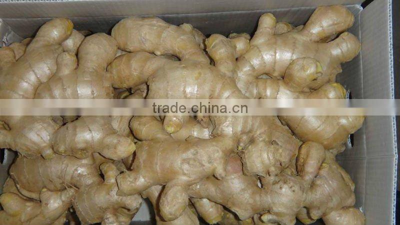 China organic fresh ginger suppliers