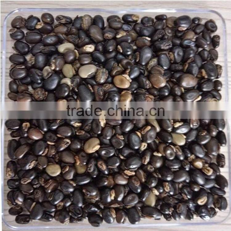 L-dopa 98% from Thailand mucuna pruriens seeds