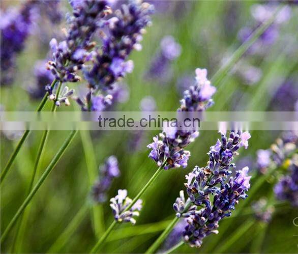 50L High Quality Lavender oil extract machine on sale (EC)