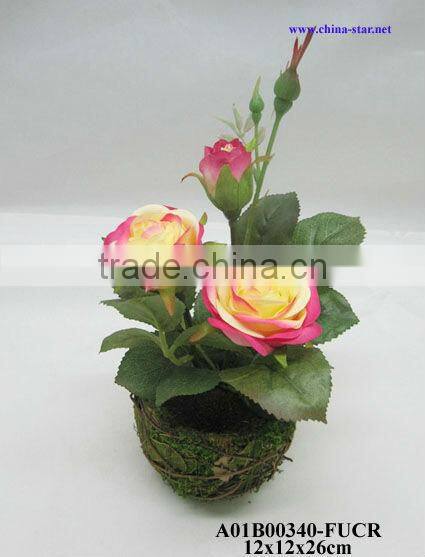 potted roses