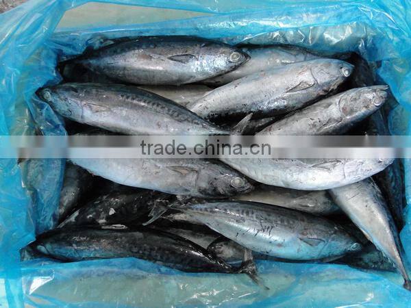 Frozen Tuna SkipJack Frozen Bonito Fish
