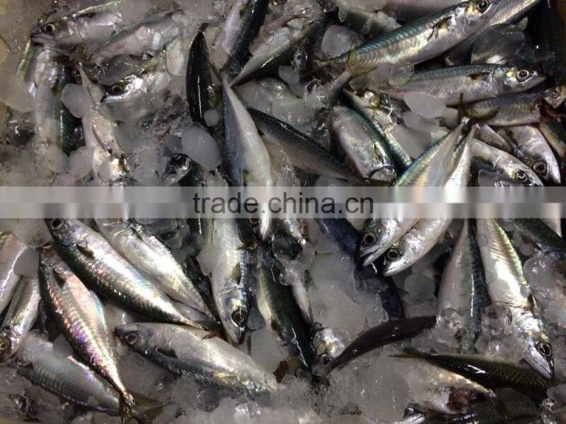 Sea Frozen Whole Round Pacific Mackerel Fish