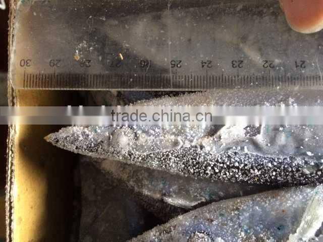 Pacifc saury Cololabis Saira