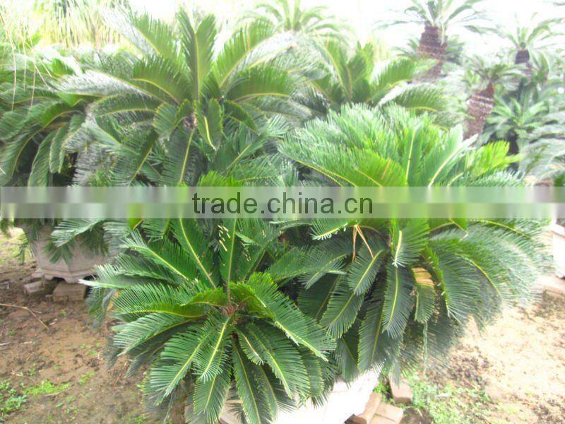 group cycas multi-trunks