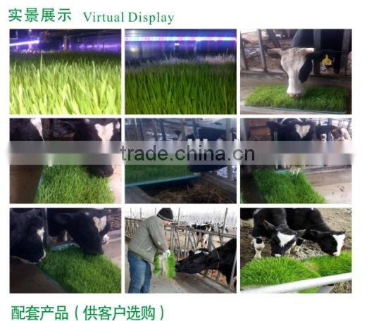 500kg animal fodder hydroponics