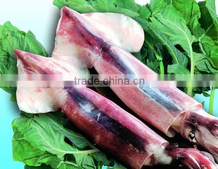 Frozen Squid illex whole round