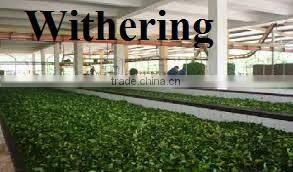 High Quality from Teaparis Vietnam Green Tea Super Pekoe