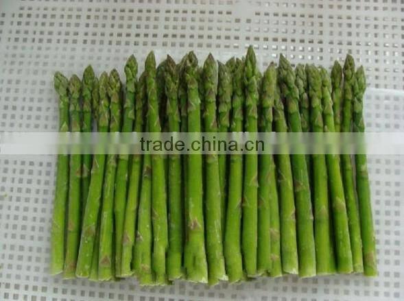 IQF Fresh Green Asparagus from China