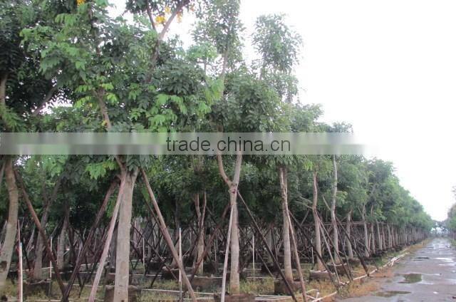 Cassia fistula