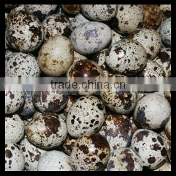 Hot sale quail egg peeling machine 0086-15037185761