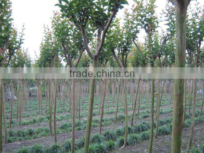 lagerstroemia indica