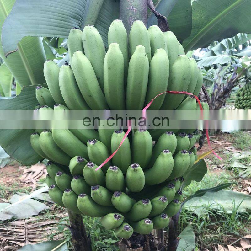 Fresh Cavendish Banana Vietnam cheap price