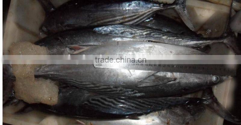 frozen fish bonito size