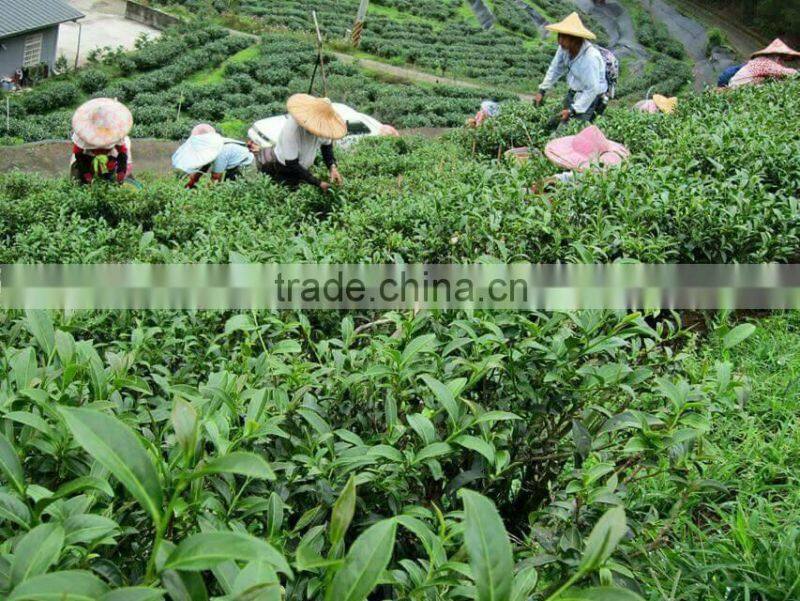 Grass Gerbal Tea 2015 new products
