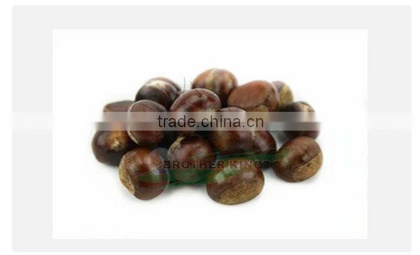 Chestnut/Fresh chestnut/ Chestnut wholesale