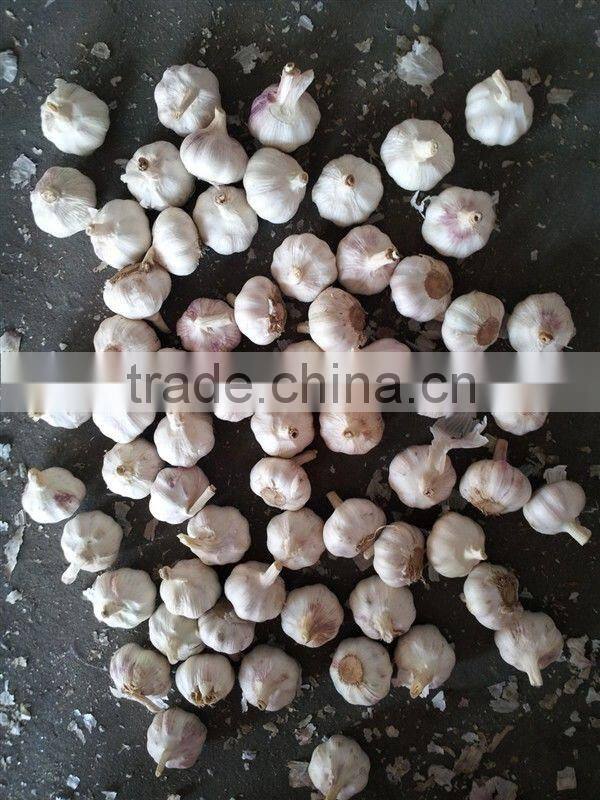 Chinese Fresh White Galic