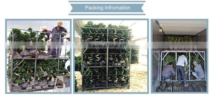 s shape ficus mini bonsai for restaurant decoration