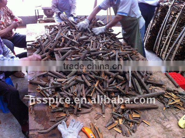 Split cinnamon cassia