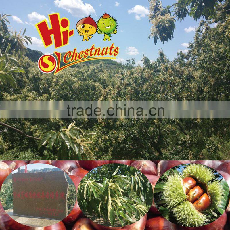 Vacuum Packed Roasted Chestnut Kernel Snacks For Sale