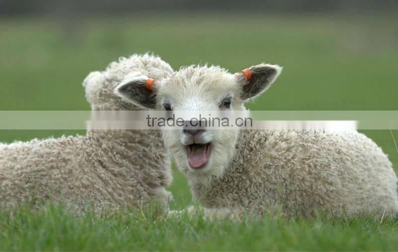 DISCOUNT!! 32NM/2ply 50% Australia wool and 50% acrylic blend yarn, raw white color.