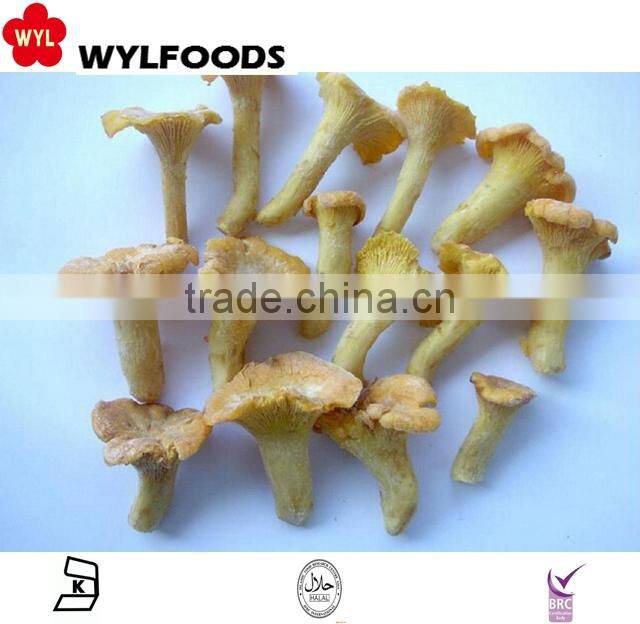2015 IQF high quality frozen wild Chanterelles
