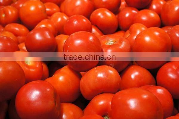 Automatic apple lemon pear olive sorting machine