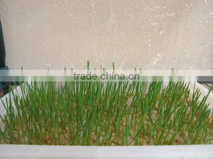 Hydroponic seeds germinate machine/green fodder making barley breeding room