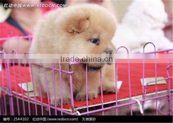 (rabbit,chicken,poult,bird )animal cages mesh welding machine with galvanized wire animal cage