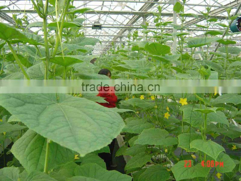 Agricultural Used Vegetable greenhouse