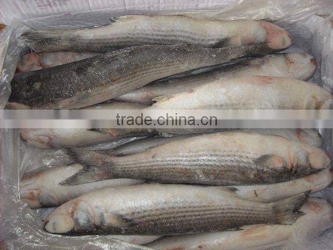 Frozen grey mullet
