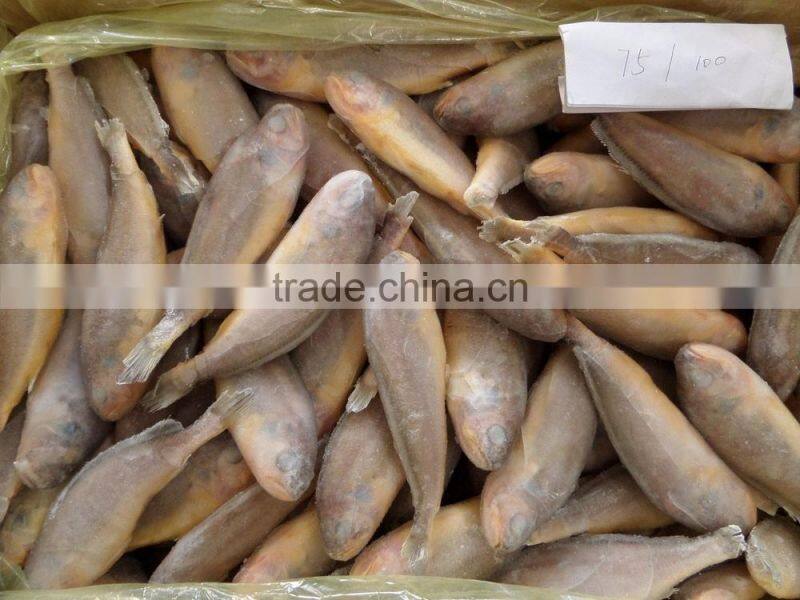 Frozen Yellow Croaker 75/100 g/pc
