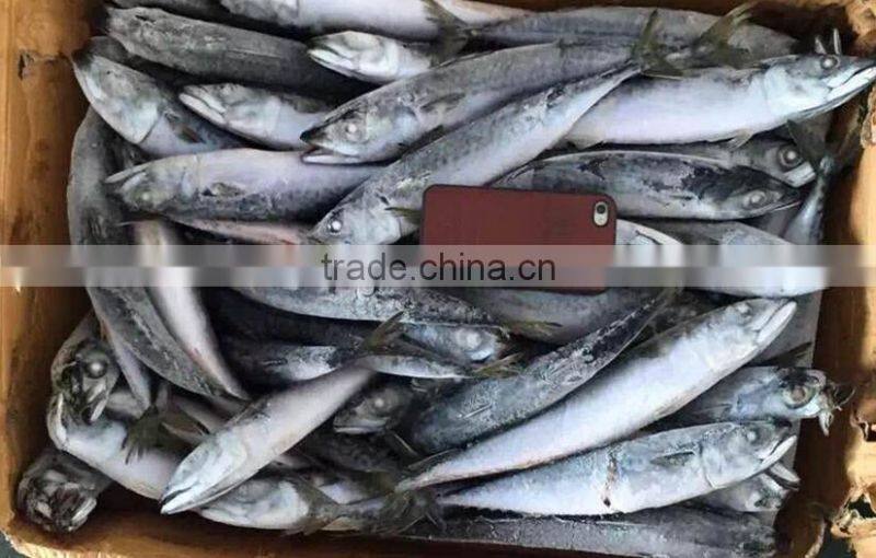 Seafood WR Frozen Mackerel Fish