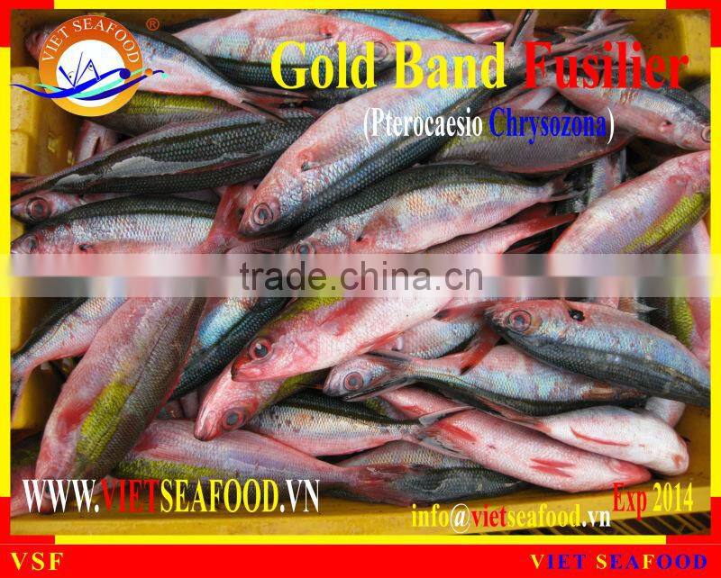 FROZEN GOLD BAND FUSILIER WHOLE ROUND