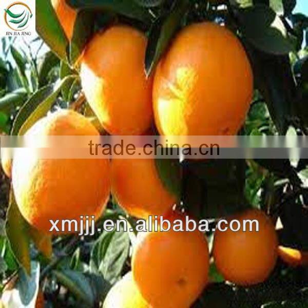 orange fruits price orange