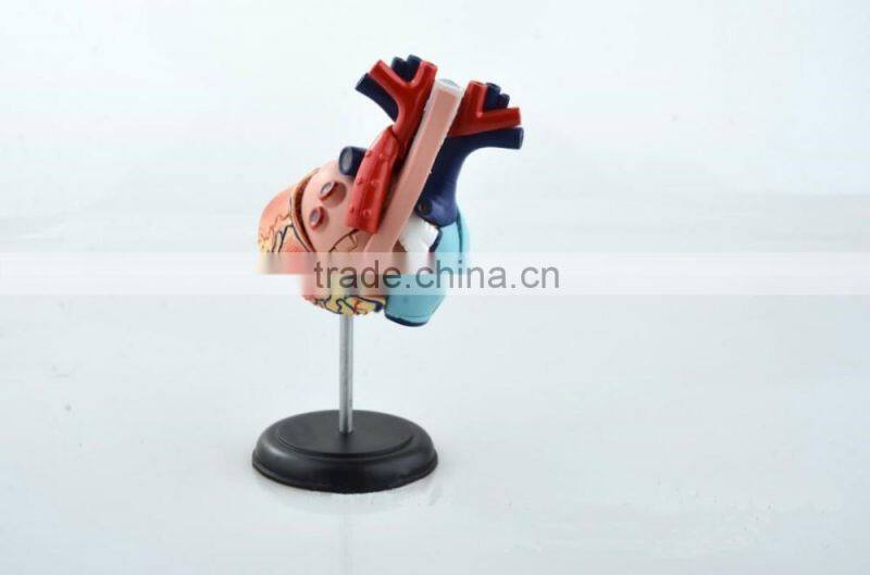 V-HM11 4D MASTER Human Heart assembled model