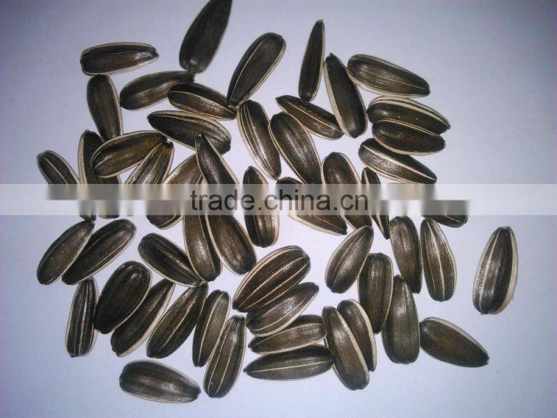 New Crop Chinese Sunflower seed 5009/3638/0409 on promotion for sale