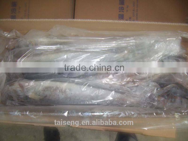 chinese sea frozen whole round mahi mahi fish