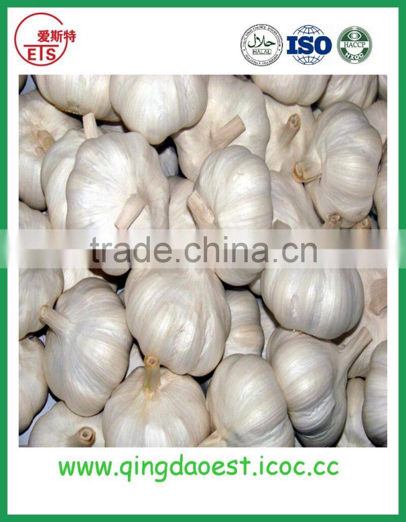 Top quality factory price fresh white garlic