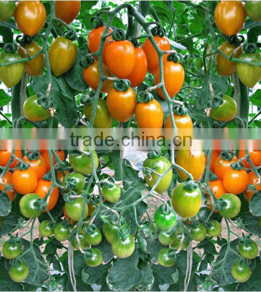 Hybrid high yield orange red Tomato seeds for cultivation-Huang He 800