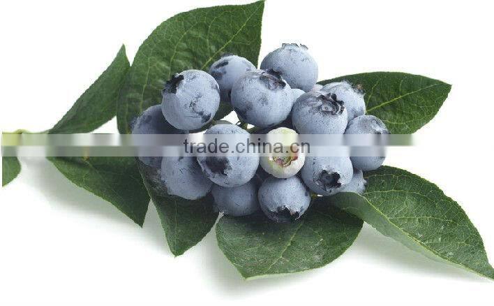 Blueberry Extract