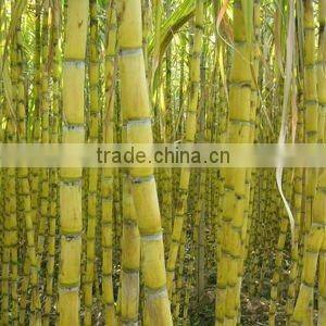 Sugar Cane Juice Machine, 300 kg/h, 0.75 kw, TT-S17