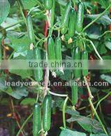 CF48 Genius 48 days extra early maturity hybrid white cauliflower seeds