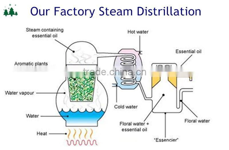 Eucalyptus Leaf Extract cineole 99% bulk sale with best price